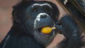 Шимпанзе с мороженым